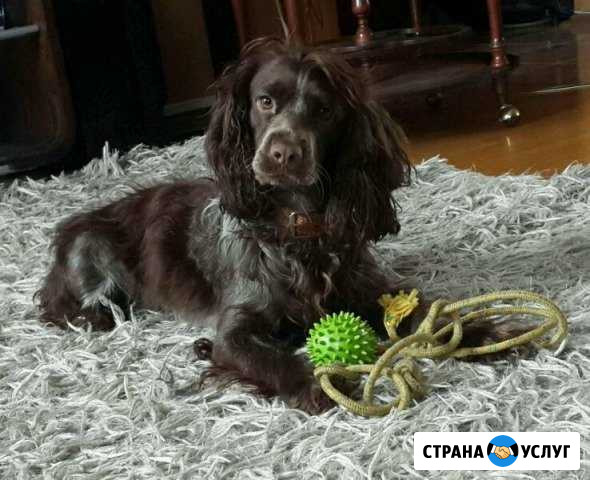 Вязка русского спаниеля Нижний Новгород - изображение 1