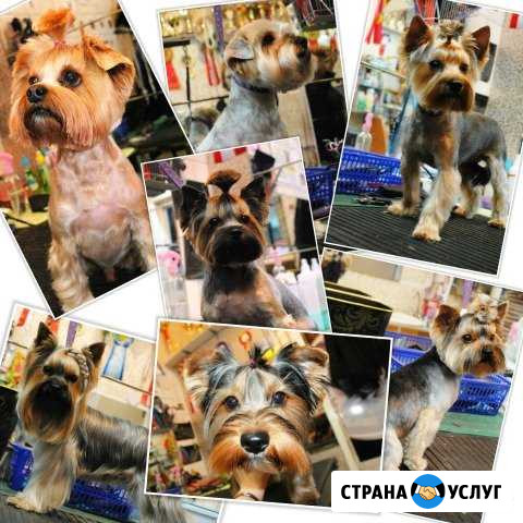 Профессиональная стрижка собак и кошек Нижнекамск - изображение 1
