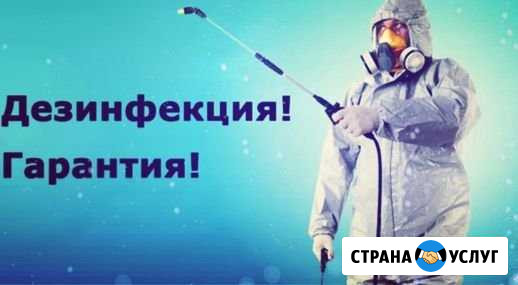 Уничтожение клопов,тараканов Климовск - изображение 1