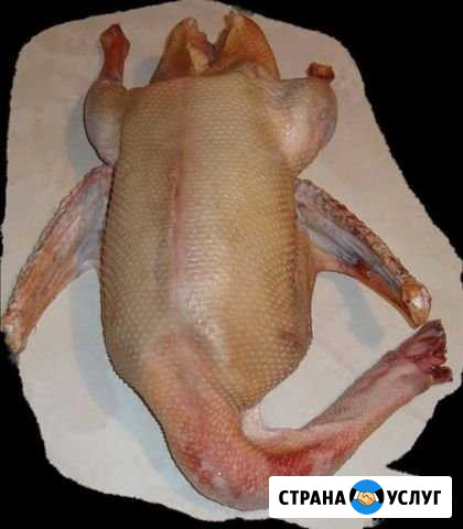 Мясо гуся Нижний Новгород - изображение 1