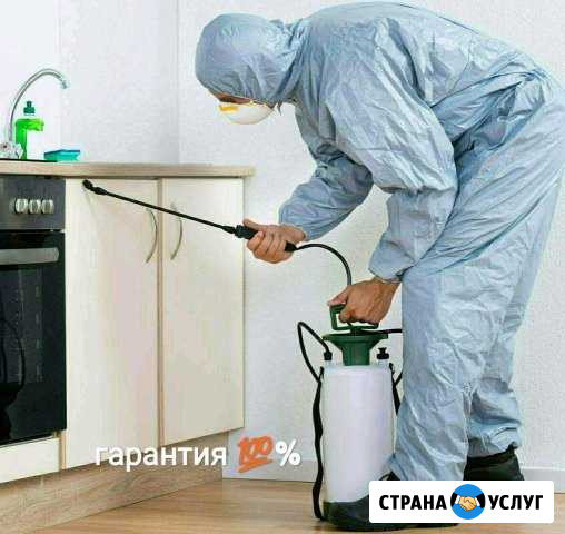 Уничтожение клопов тараканов и блох Пермь - изображение 1