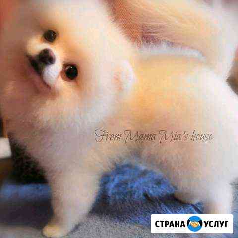 Стрижка шпица, груминг, хендлинг Кохма