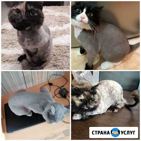 Груминг Новый Уренгой - изображение 1