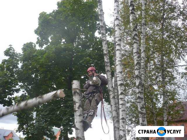 Удаляем, спиливаем, деревья любой сложности Троицк - изображение 1