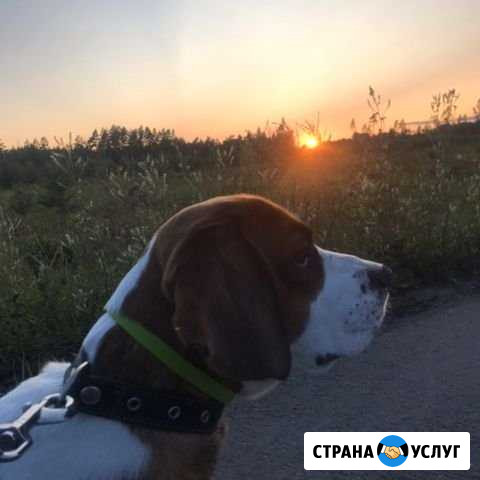 Выгул собак Красногорск - изображение 1