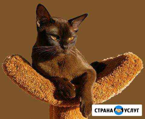 Передержка котов-кошек Сочи
