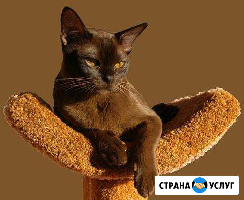 Передержка котов-кошек Сочи - изображение 1