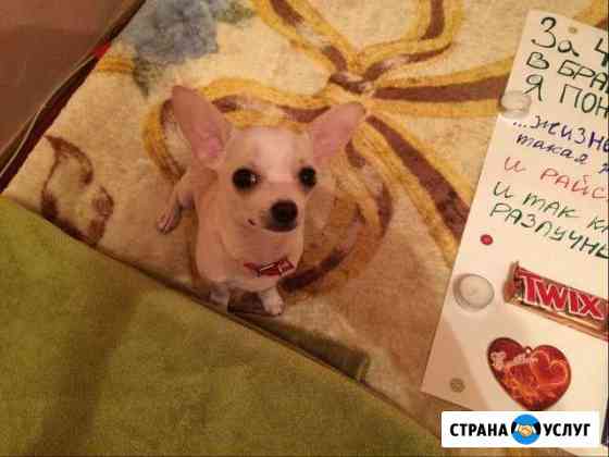 Чихуахуа вязка Новосибирск