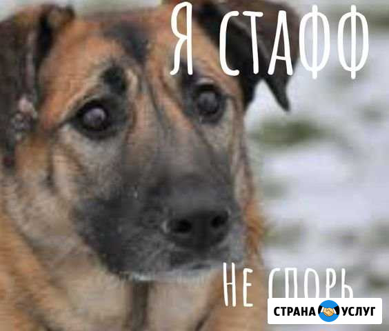 Перевозка животных Кострома - изображение 1