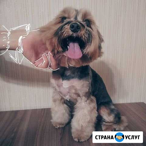 Стрижка собак. Уз- чистка зубов. Йорк, шпиц и др Нижний Новгород - изображение 1