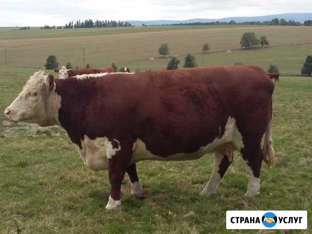Крс убой Старый Оскол - изображение 1