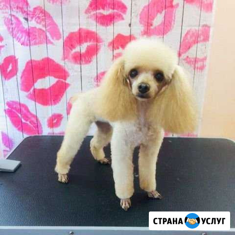 Стрижка собак и кошек Люберцы - изображение 1