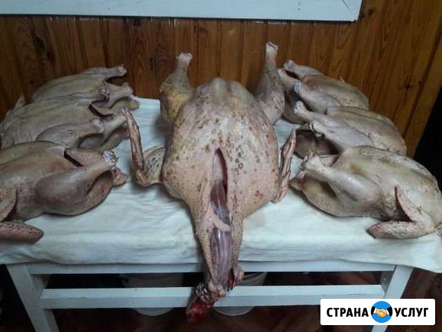 Индейка (тушка) Шацк - изображение 1