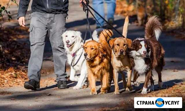 Вынул собак +дрессировка Новомосковск - изображение 1
