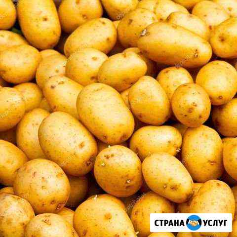 Картофель оптом Иркутск