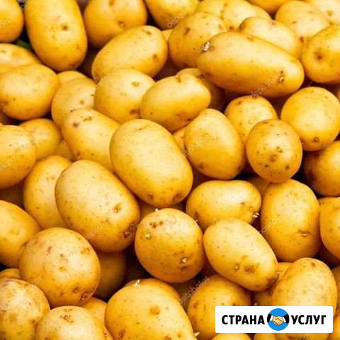 Картофель оптом Иркутск - изображение 1