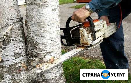 Спил деревьев Краснодар - изображение 1