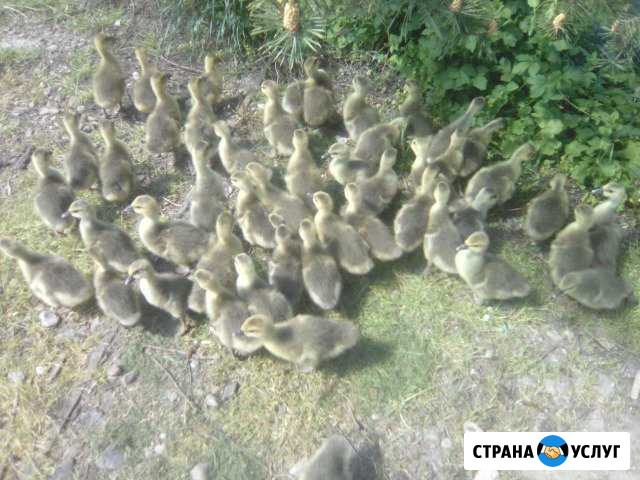 Инкубатор Сельский Выселки - изображение 1