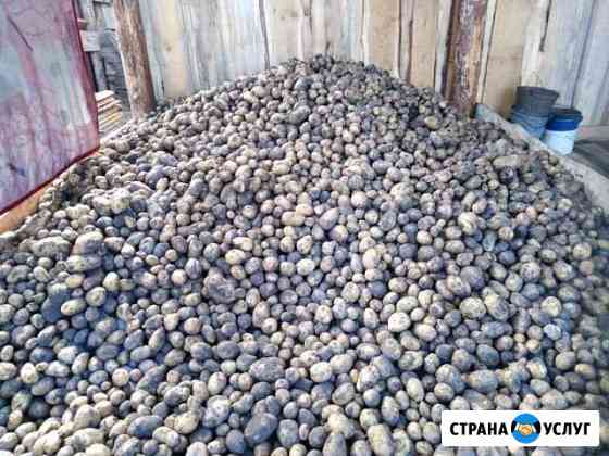 Картофель домашний Иркутск
