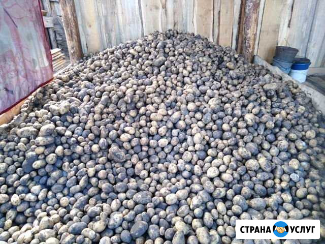 Картофель домашний Иркутск - изображение 1