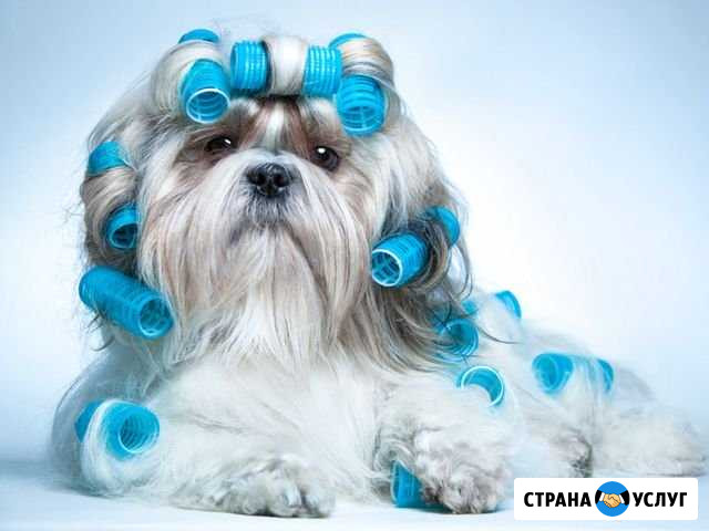 Грумер по соседству. Стрижка собак. Выезд на дом Кстово - изображение 1