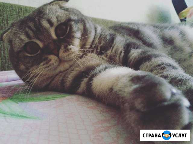 Кот на вязку Майкоп - изображение 1