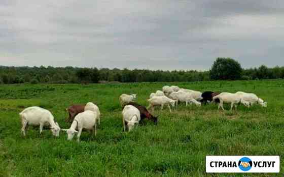 Творог, молочко, сыр козий Волоколамск