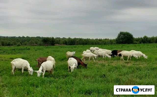 Творог, молочко, сыр козий Волоколамск - изображение 1