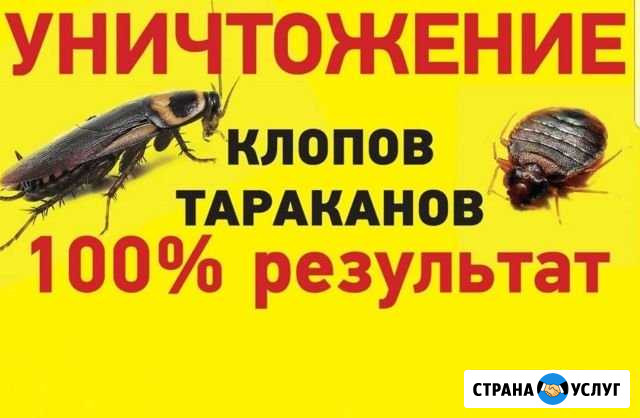 Дезинфекция Выборг - изображение 1