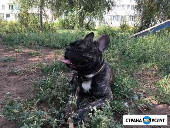 Собаки Отрадный