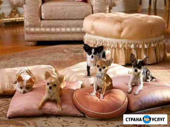 Передержка собак мелких и средних пород Ростов-на-Дону