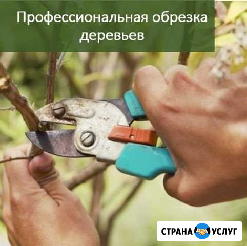 Обрезка деревьев и кустарников Усть-Лабинск - изображение 1