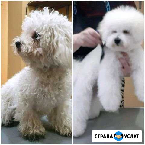 Стрижка собак и кошек Ейск - изображение 1