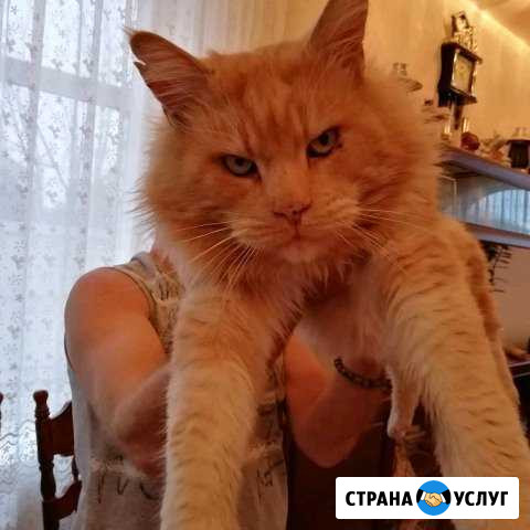 Кот на вязку Батайск - изображение 1