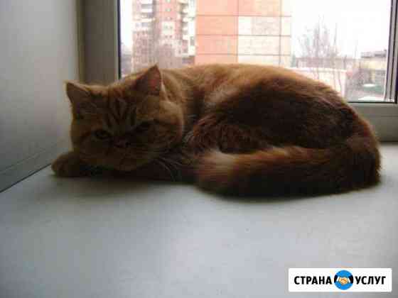 Экзотический кот приглашает невест Ярославль