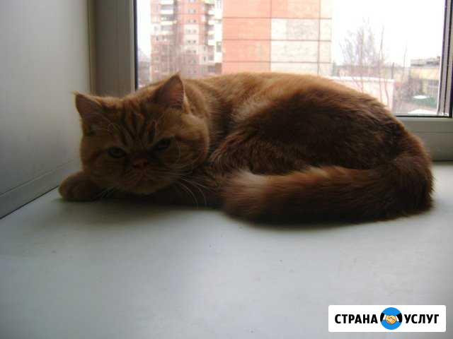 Экзотический кот приглашает невест Ярославль - изображение 1