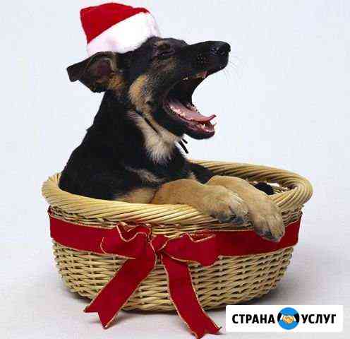 Передержка собак Красноярск