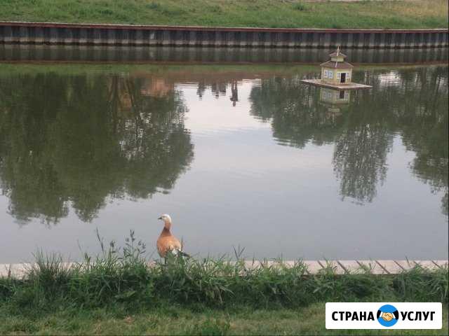 Автоняня Долгопрудный - изображение 1
