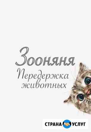 Домашняя передержка животных,зоогостиница Ростов-на-Дону