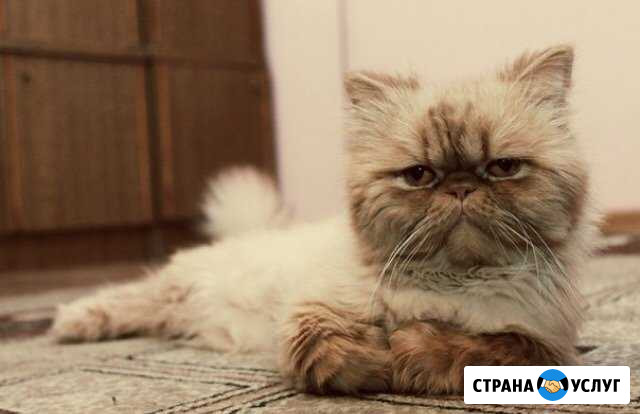Персидский кот ищет кошку Чита - изображение 1