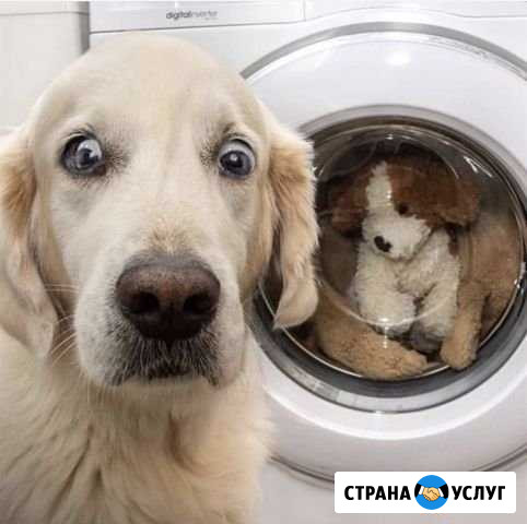 Индивидуальная передержка Новосибирск - изображение 1
