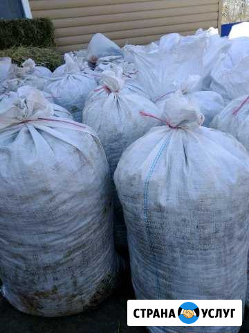 Продам навоз конский Клин - изображение 1