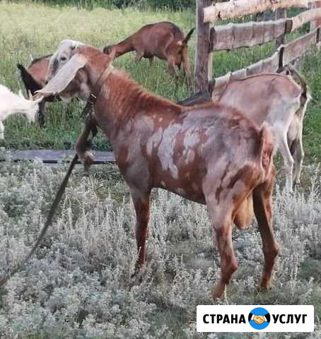 Нубийский козёл на покрытие Верхняя Тишанка - изображение 1