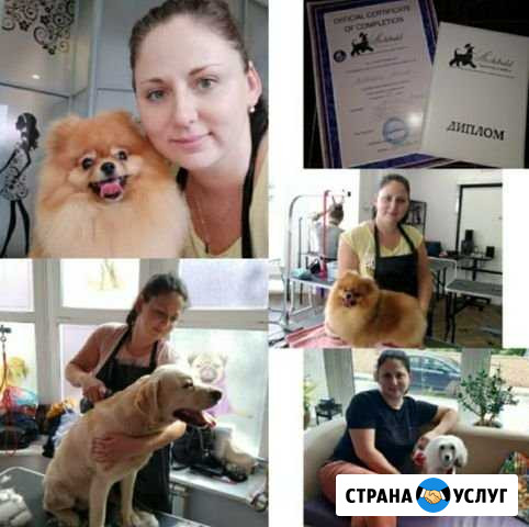 Груминг. Передержка животных Глебовский - изображение 1