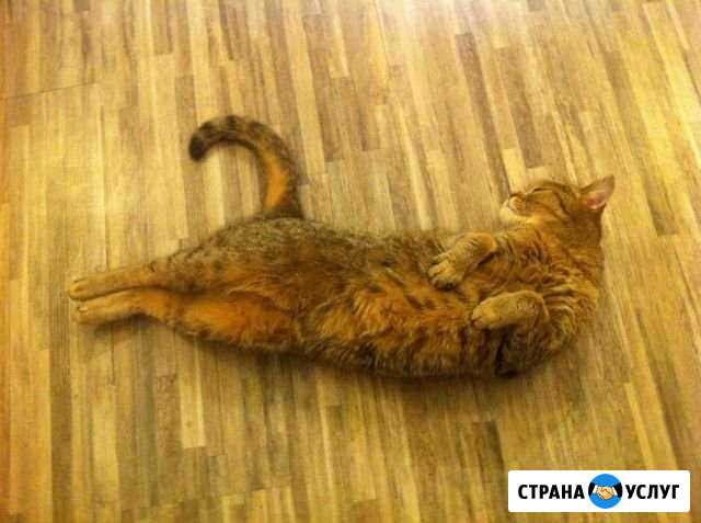 Передержка домашняя Кострома - изображение 1