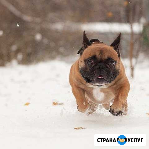 Кобели Люберцы - изображение 1