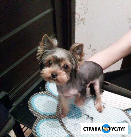 Стрижка собак и кошек Вологда - изображение 1