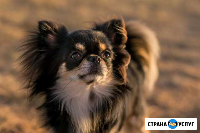 Кобель чихуахуа для вязок Севастополь - изображение 1