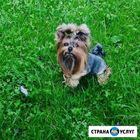 Стрижка собак и кошек Клинцы - изображение 1