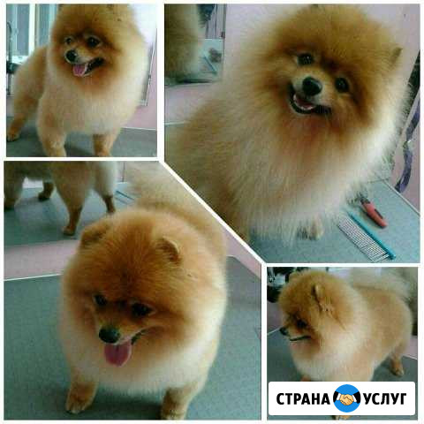 Стрижка собак Хабаровск - изображение 1